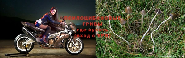 сатива Чердынь